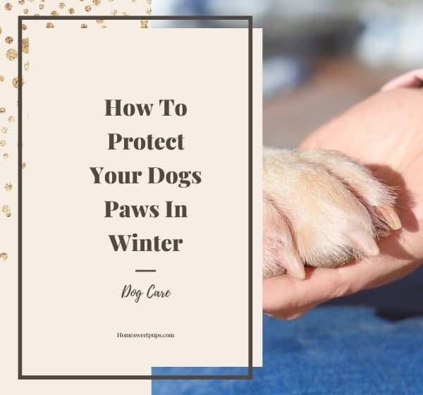 how to protect dogs paws