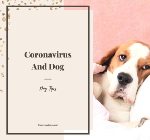 coronavirus and dogs