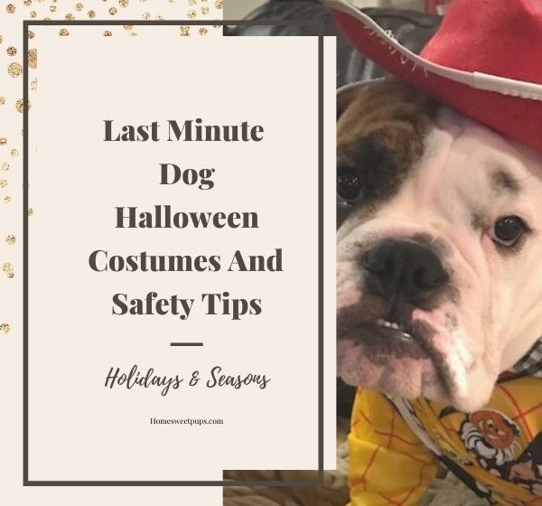 halloween dog