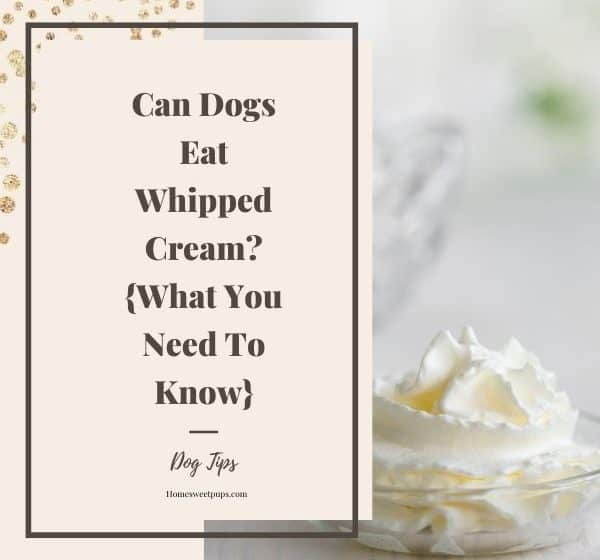can dogs eat whipped cream