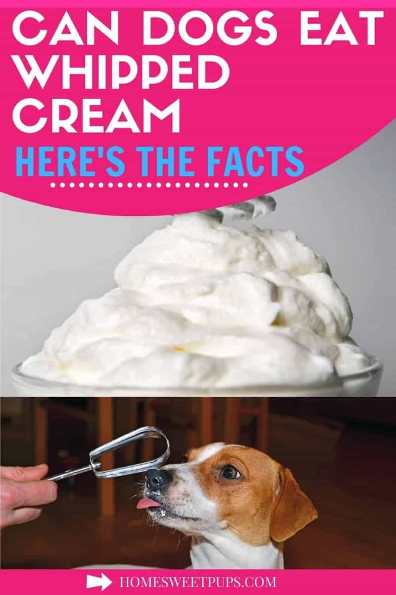 Can Dogs Eat Whipped Cream? {What You Need To Know} | Home Sweet Pups