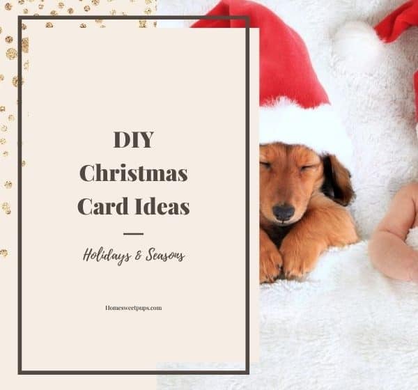 dog christmas card ideas image