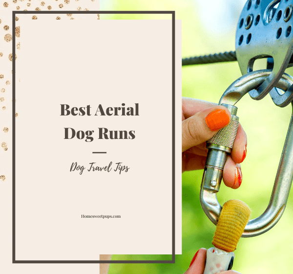 aerial dog trolley system