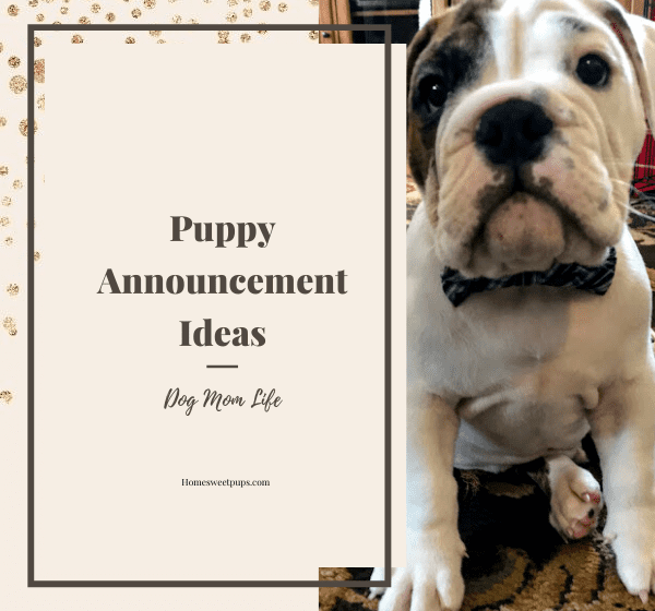 new puppy announcements