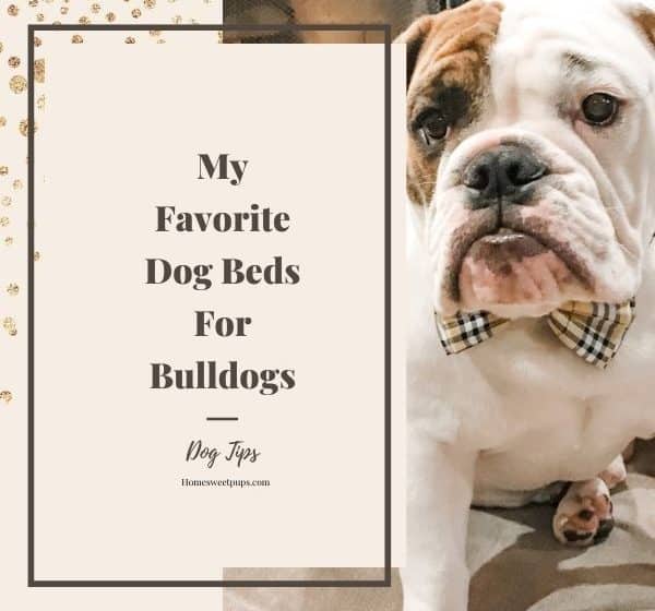 dog beds for bulldogs