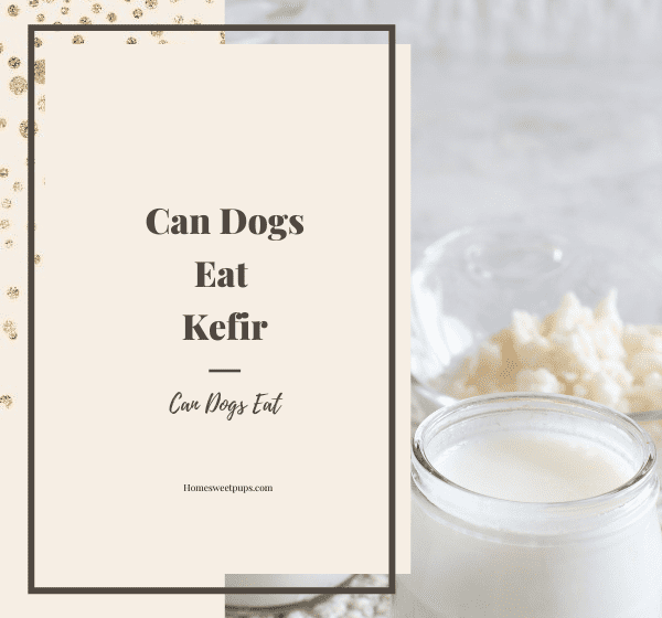 Kefir for pets