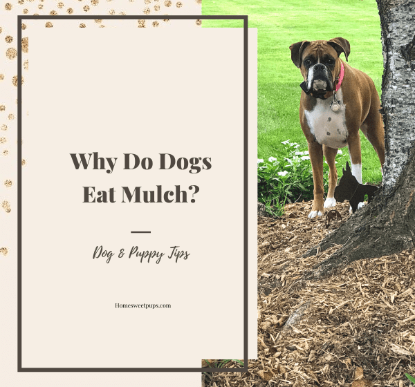 dog and mulch
