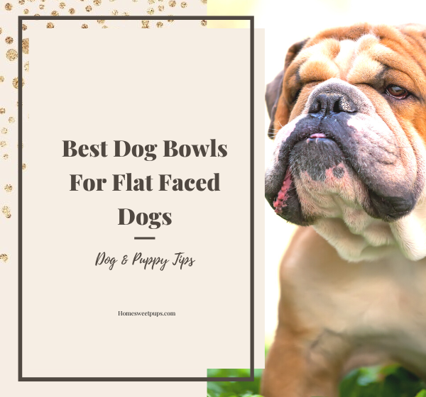 food bowls for flat faced dogs